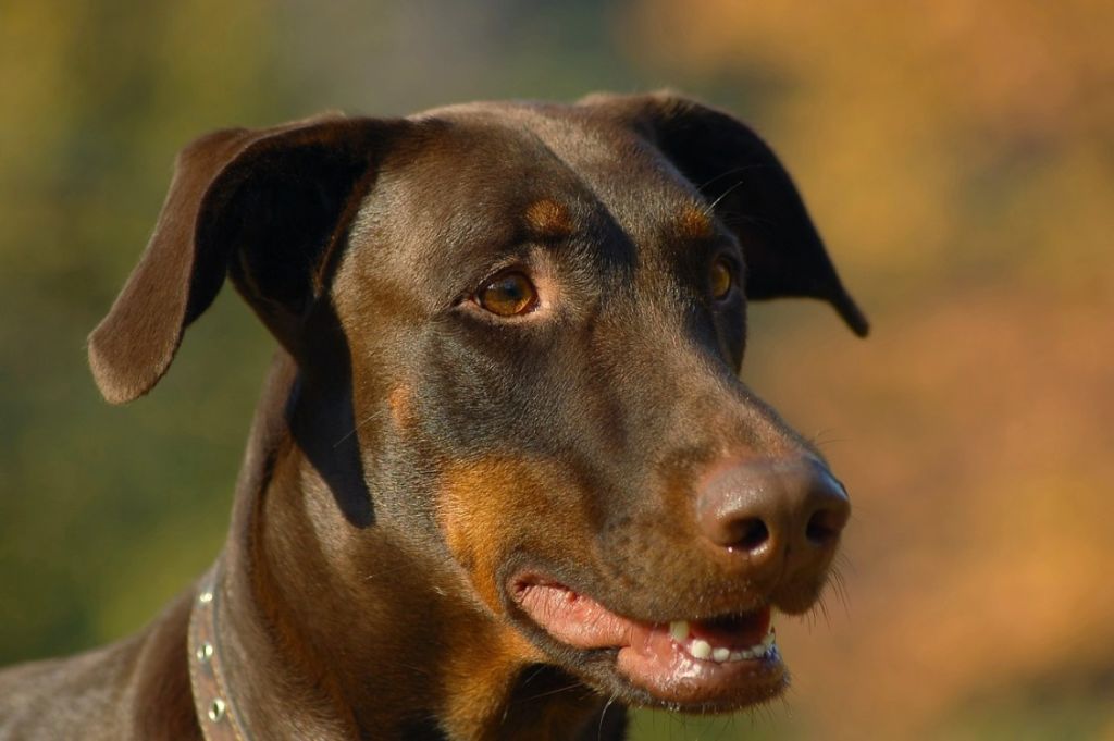 Dobermann