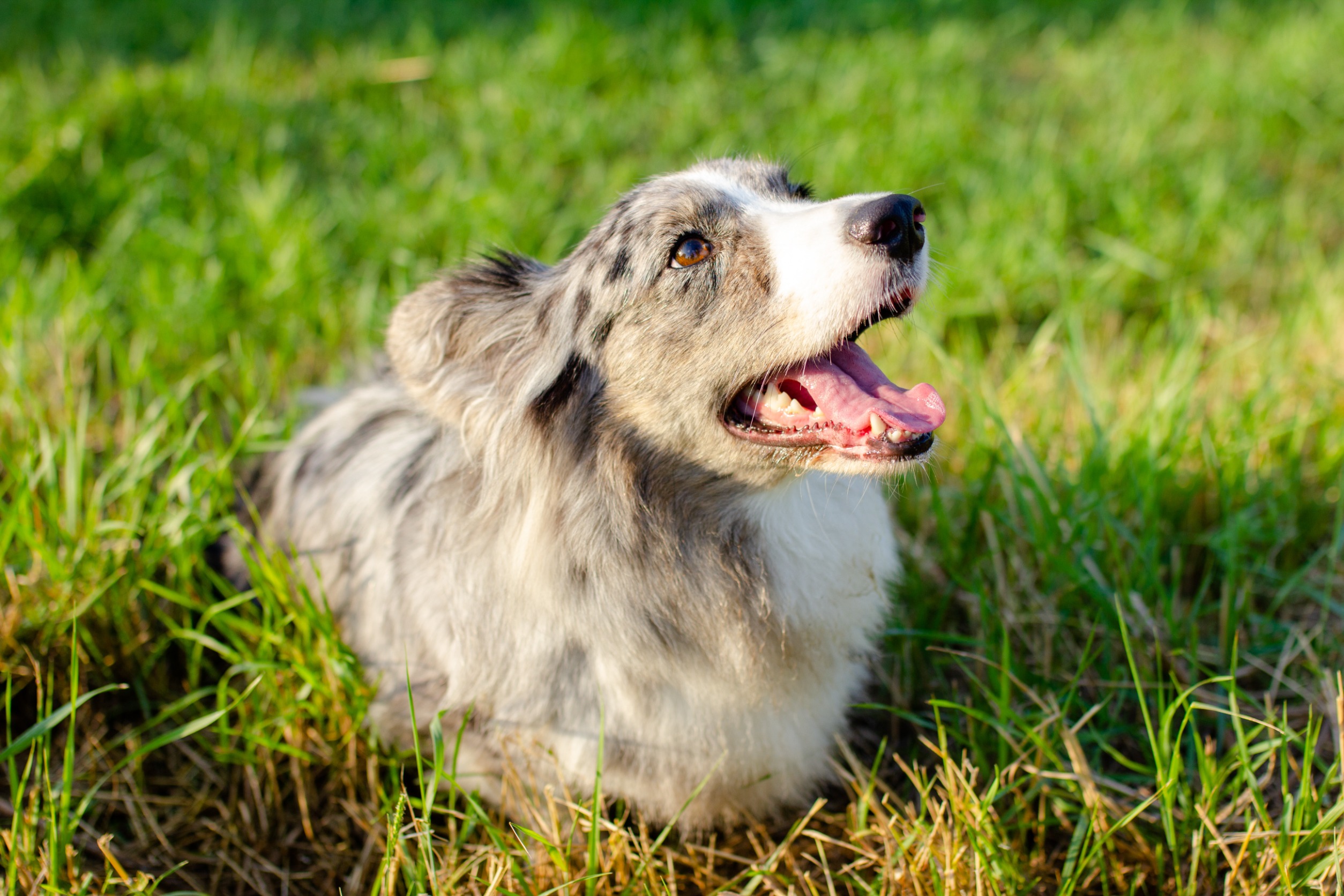 welsh corgi couleur merle