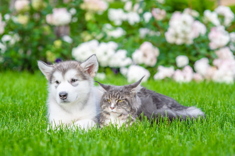 dangers_au_prinytemps_pour_les_chiens_et_chats