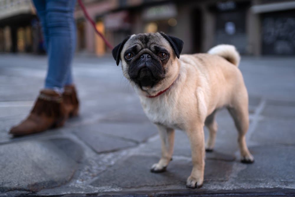 Mops staat kalm op stadsstraat