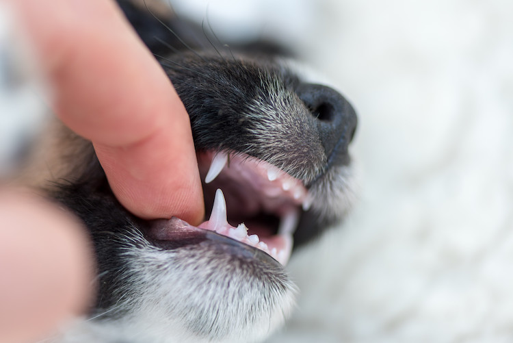 la dentition pour aider à connaître l'a^ge du chien