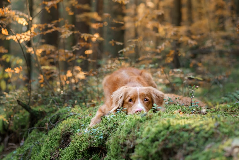 Perro en el bosque