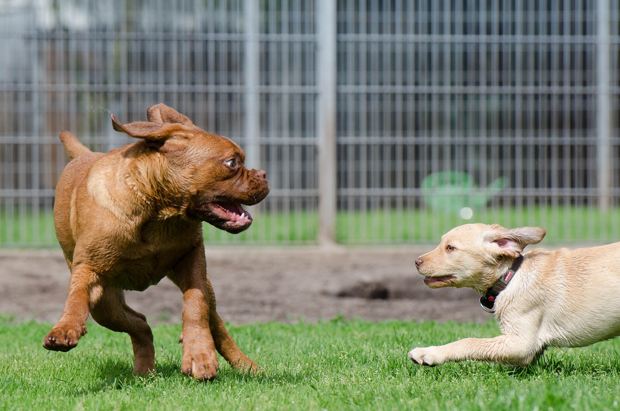 Deux jeunes chiots jouent ensemble.