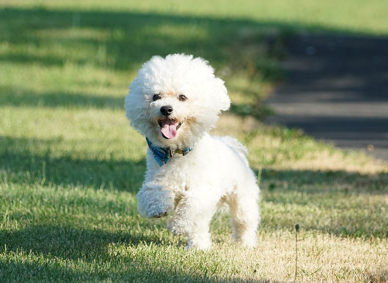 Bichon fris caract re entretien sant Sant vet