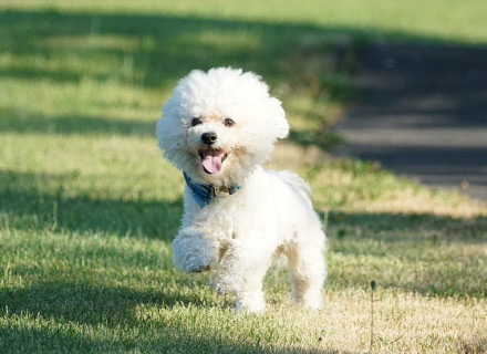 Bichon fris caract re entretien sant Sant vet