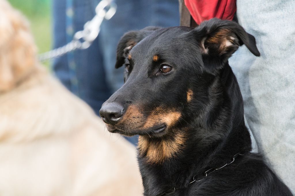 portrait d un beauceron