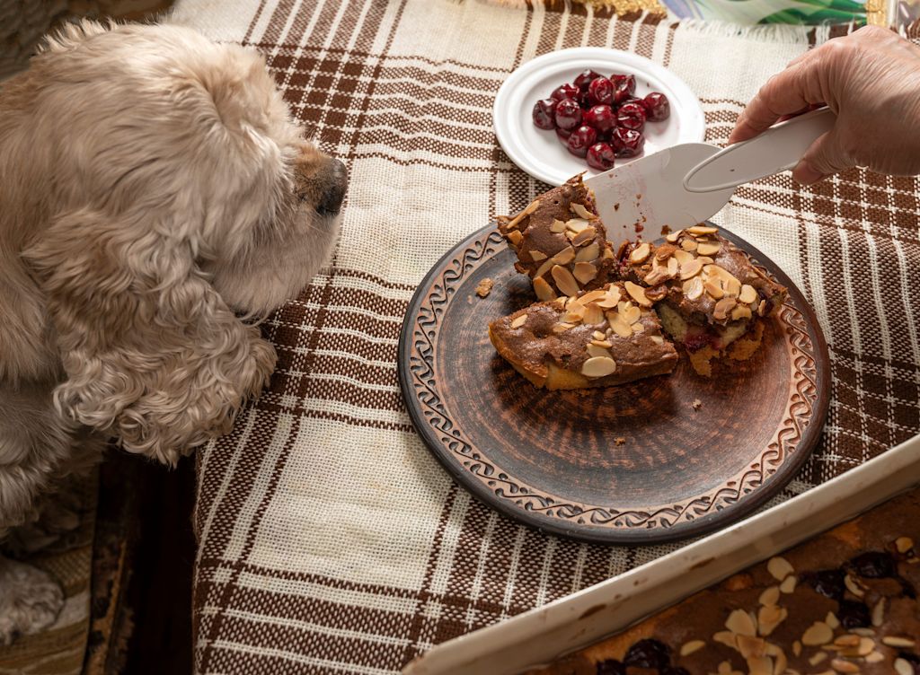 Chien qui mange une tarte au chocolat