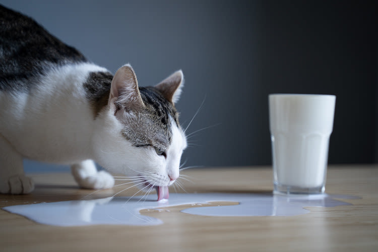 chat lait toxique