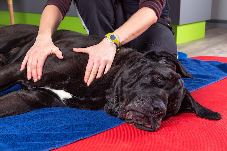 AVC chien soins et traitements