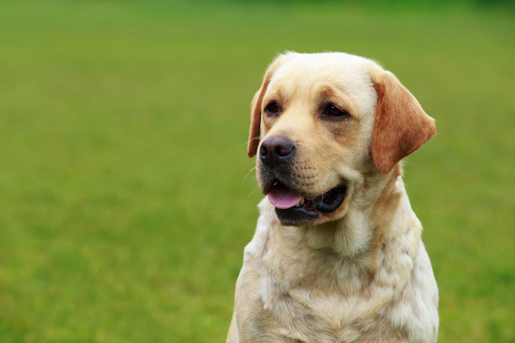 Labrador blanc