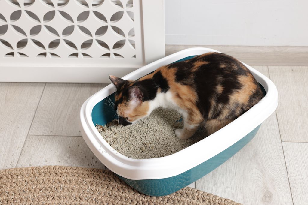 litiere chatte tricolore