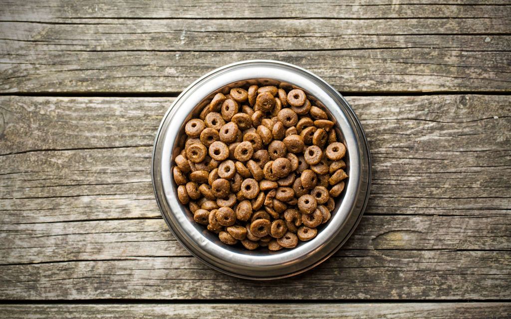 Quelles-croquettes-pour-mon-chien.jpg