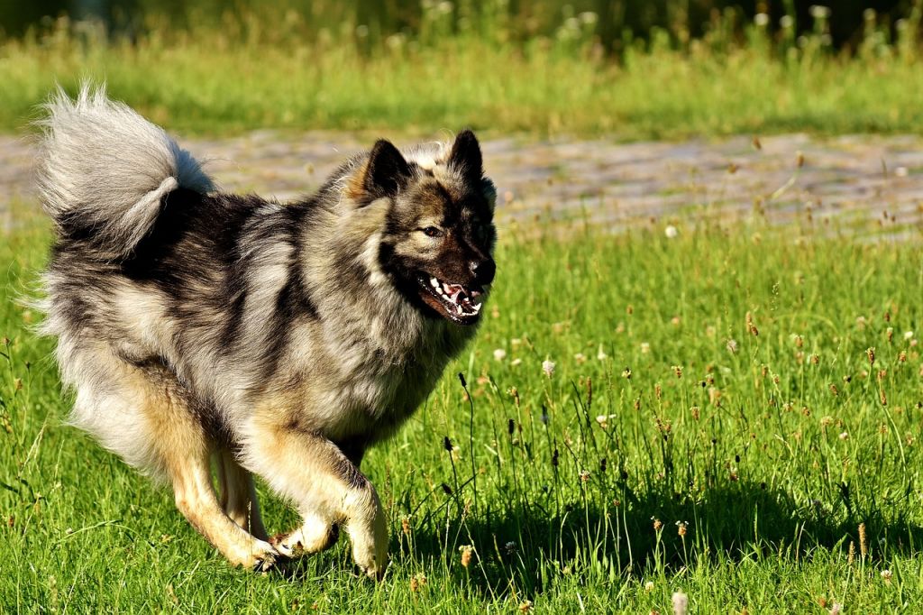 eurasier course