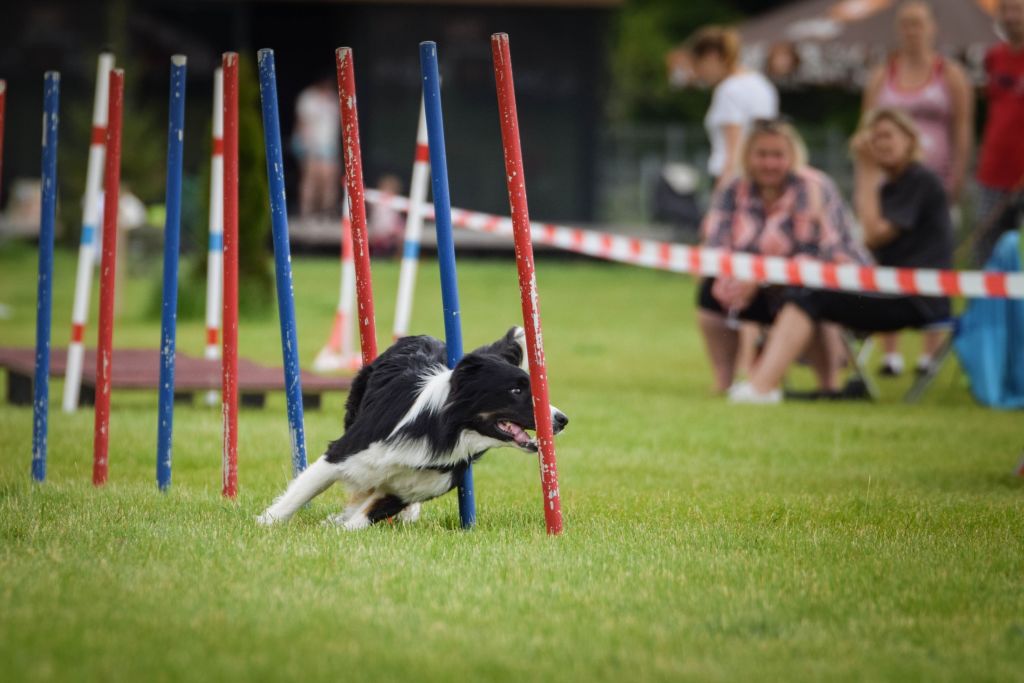 border collie che fa agility