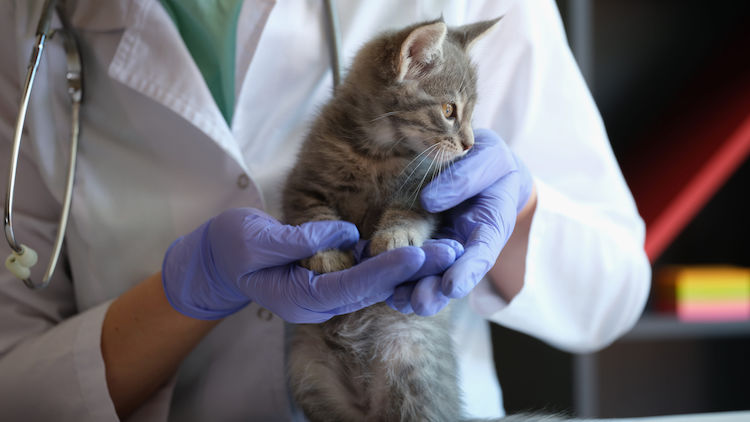 chat vers veterinaire