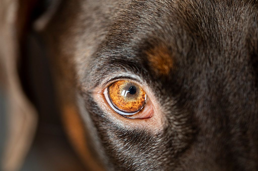 oeil chien