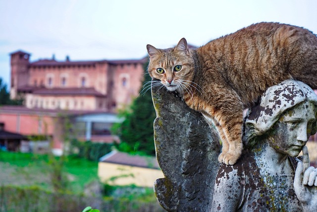 chat en hauteur