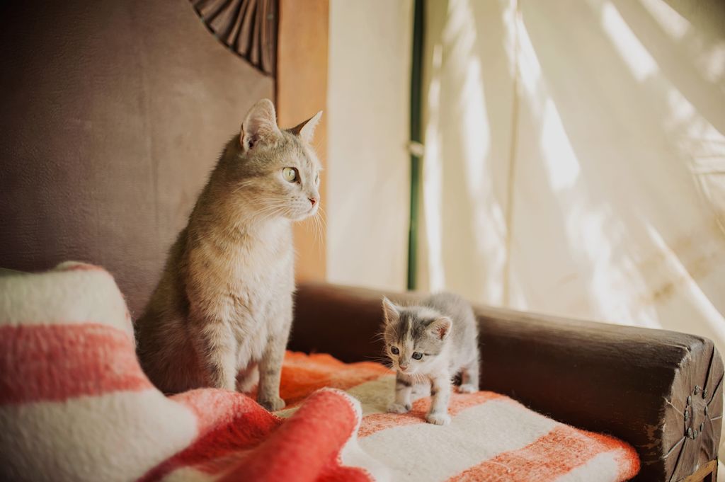 Chaton avec sa mère