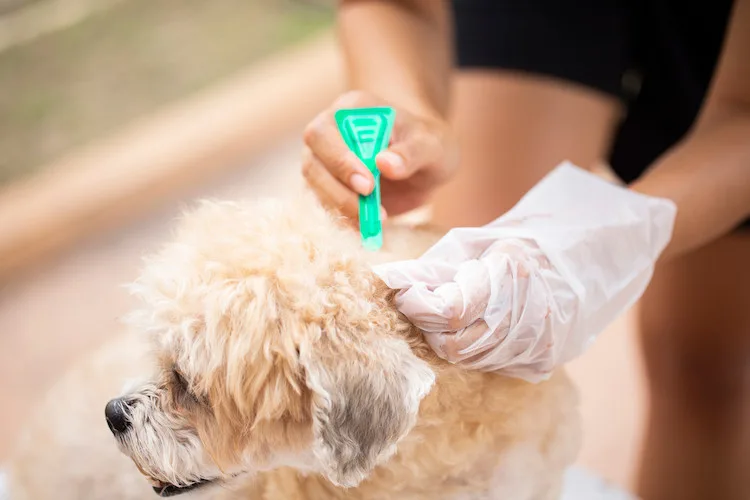 Protéger le chien contre la maladie de lyme Santévet — free download