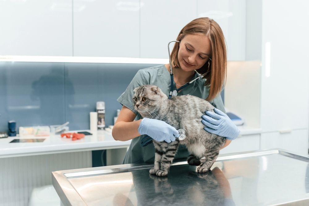 Katzen mit Atemproblemen müssen gründlich untersucht werden.