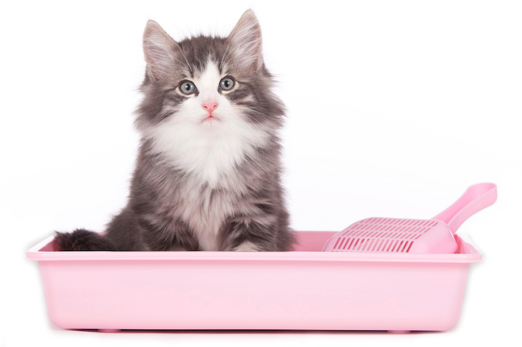 Choisissez la meilleure litière pour chats. Conseils de Cat's Best