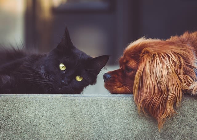 Chien et chat à l'hôtel
