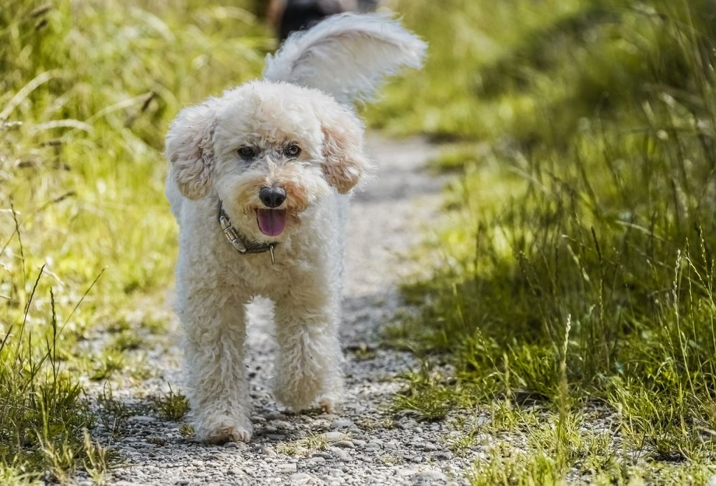 caniche blanc bois