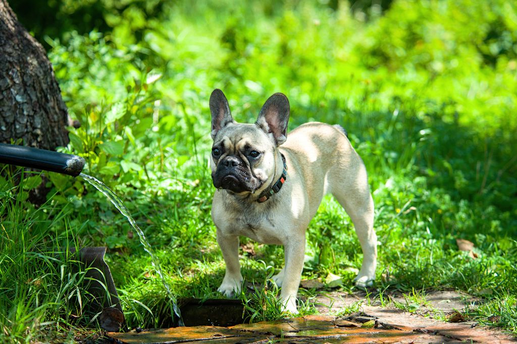 bouledogue francais