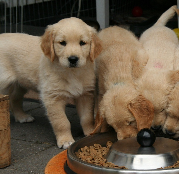 Chiot qui refuse de manger ses croquettes