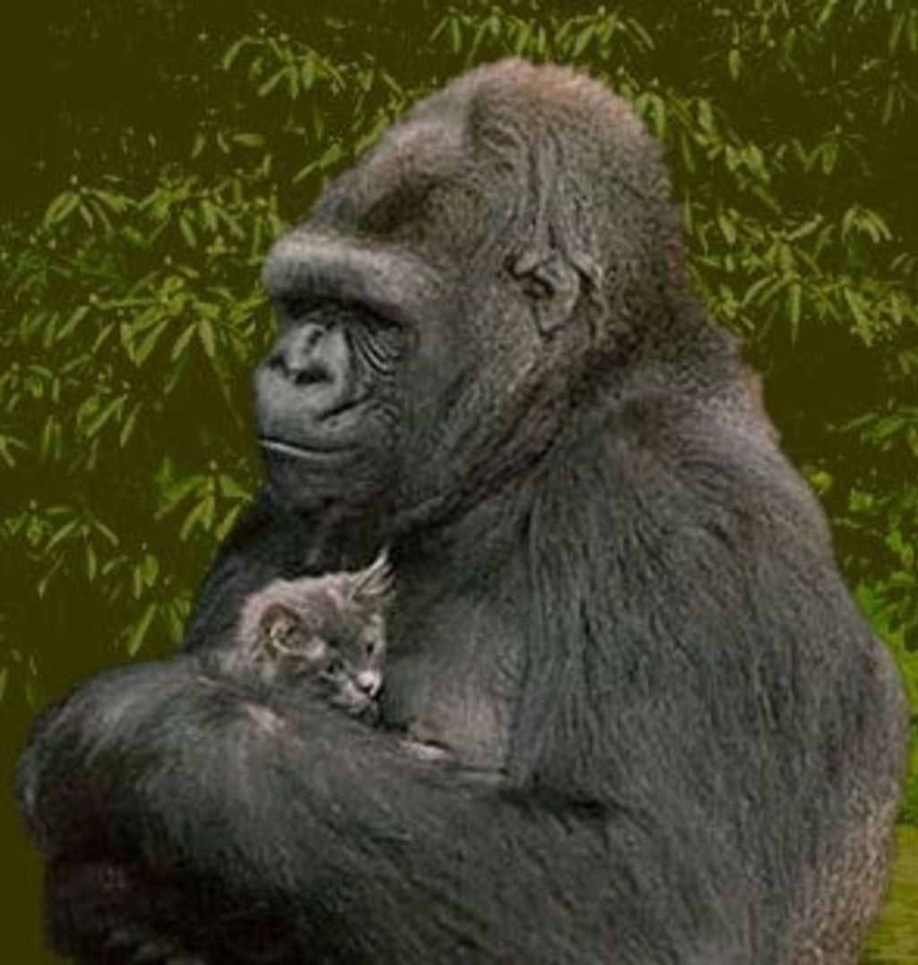 - koko gorille et chaton