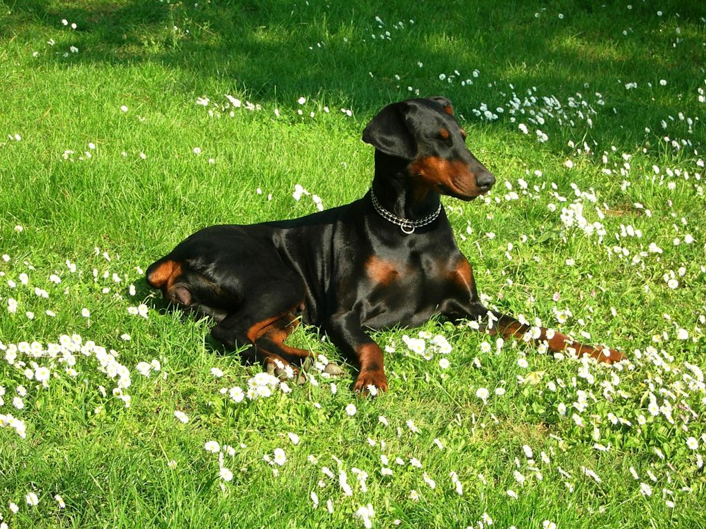 dobermann pré fleurs