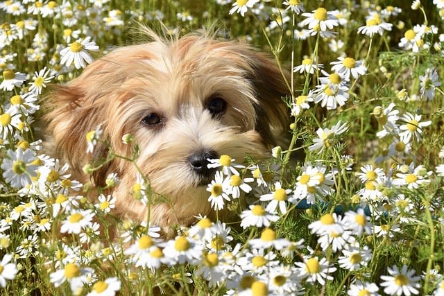 Bichon Havanais marron clair