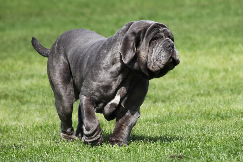 Mastino Napoletano
