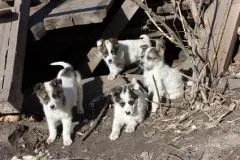 Pologne : chiens et chats sans pedigree interdits à la vente… et pourtant - Actualité - Chien