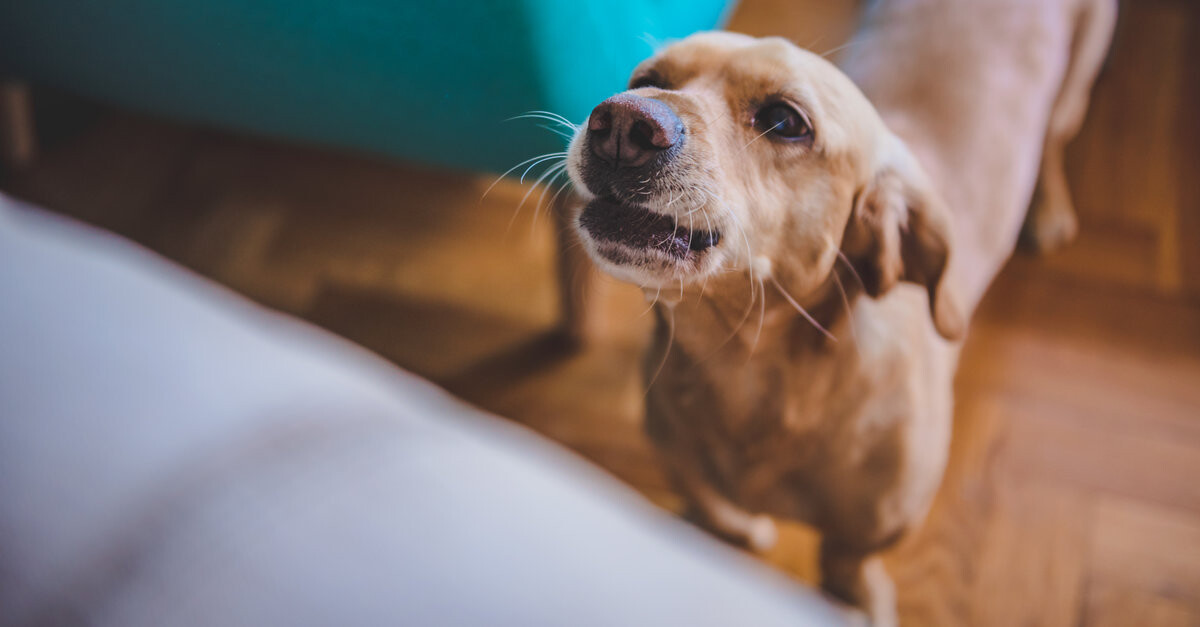 los perros se acostumbran a estar solos