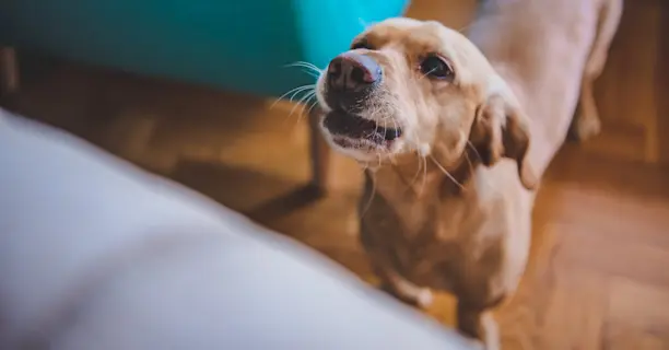 puede mi perro leer mis emociones