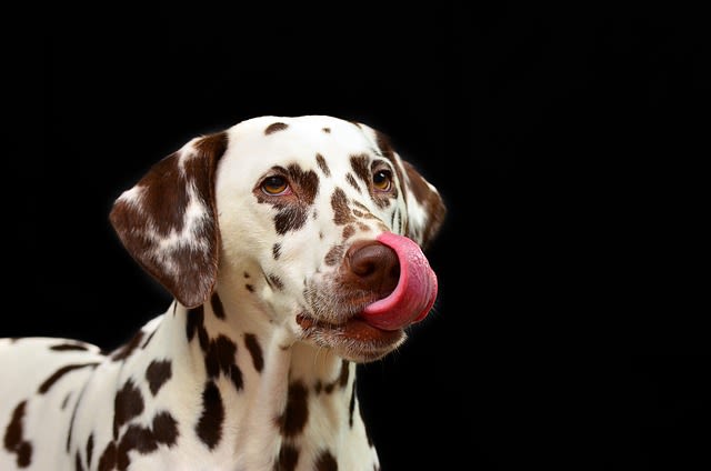 chien allergique