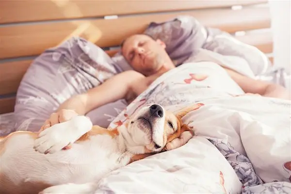 Dormir avec son chien n’affectera pas votre sommeil ! - Actualité - Chien