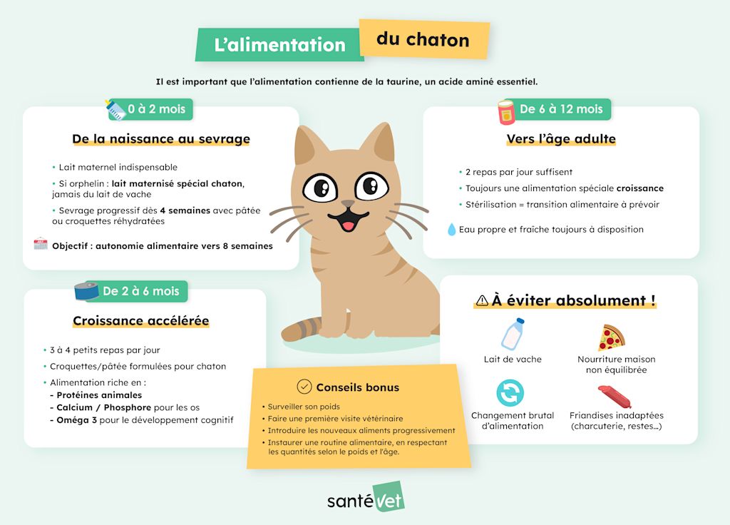 SVFR - Infographies SEO - Alimentation chaton
