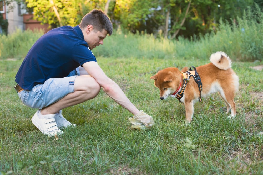 Man ruimt hondenpoep op