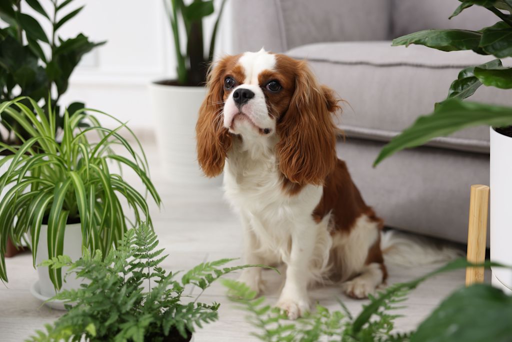 cavalier king charles