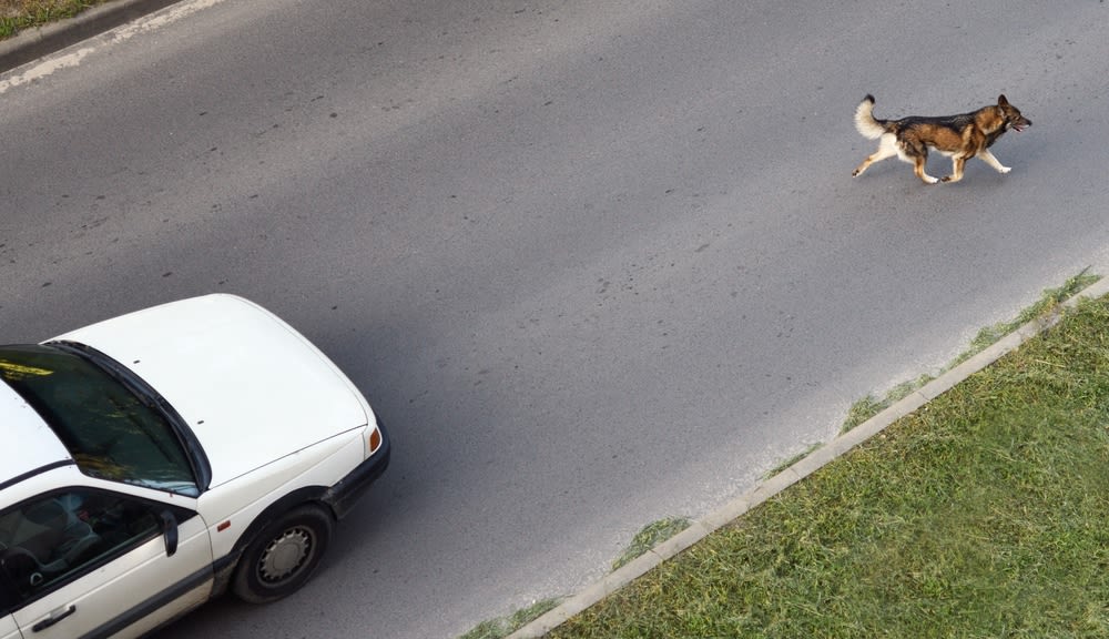 Si se escapa existe el riesgo de que provoque un accidente