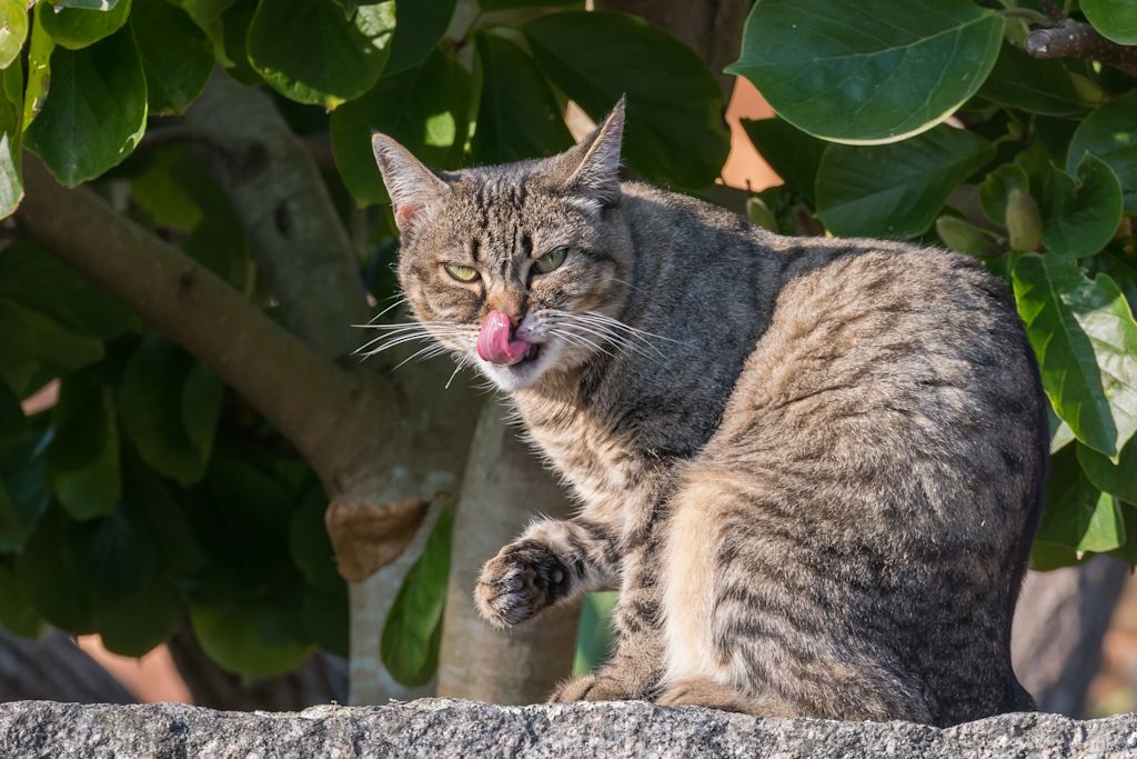 chat langue dehors