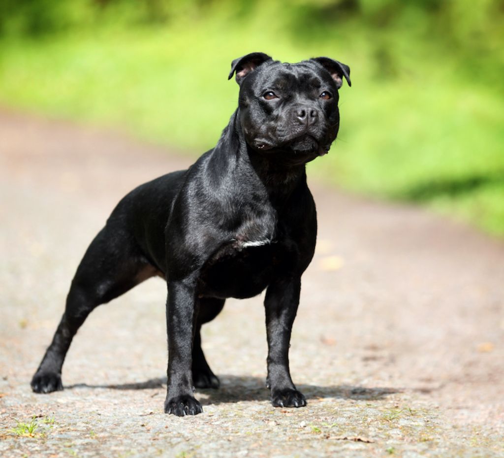 staffordshire_bull_terrier