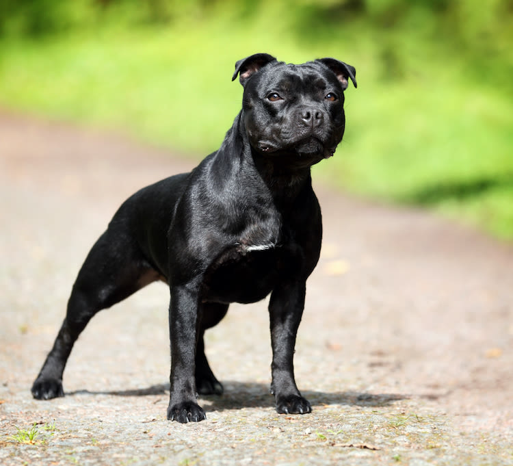 Staffie pourquoi les Fran ais l aiment ils autant Actualit