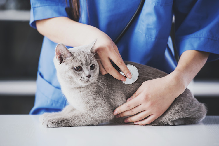 examens oedème pulmonaire chez le chat