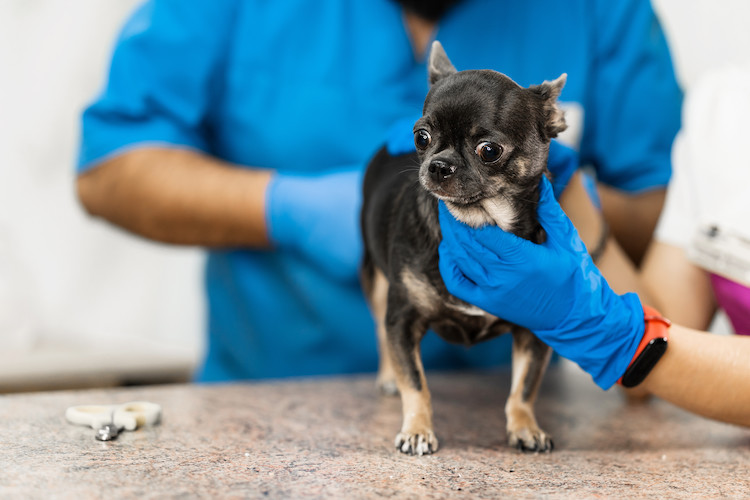 glandes anales du chien et abcès