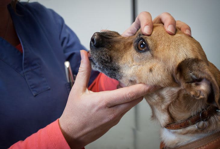 chien nez qui saigne