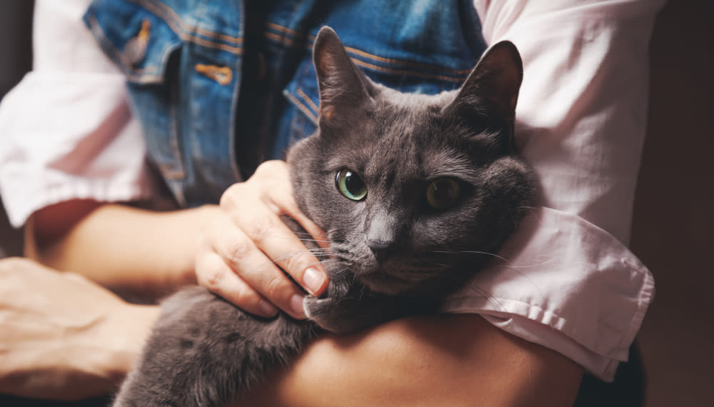 Gato azul ruso de ojos verdes