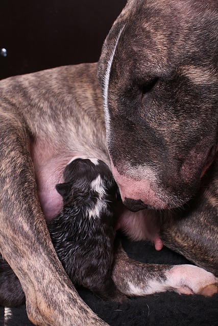 chienne qui allaite son petit